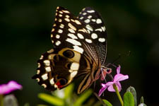 Jul - butterflies