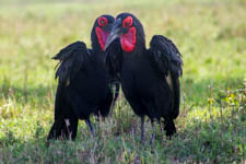 Nov - Maasai Mara