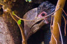 Feb - hornbills