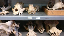 Sep - fossils at the museum