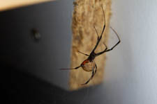 Nov - spider
