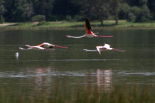 Feb - Lake Elementaita