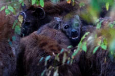 Jul - Maasai Mara 2