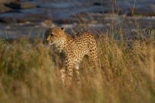 Jul - Maasai Mara 3