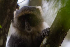 Nov - Sykes monkeys
