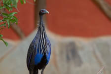 Dec - vulturine guinea fowl