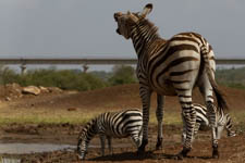 March - Nairobi National Park