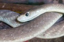 July - Snake Park