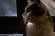 Aug - kittens
