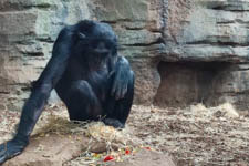 Oct - Zoo Frankfurt