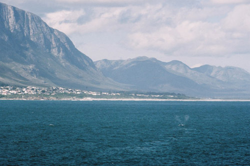 hermanus