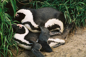 penguins