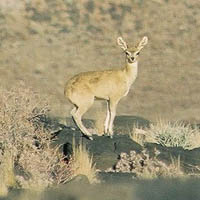 klipspringer